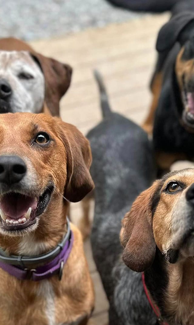 A happy rescued dog